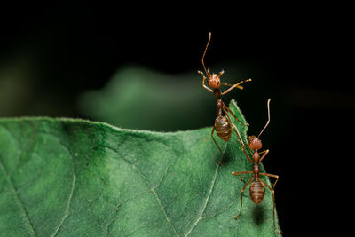 Close-up of insect