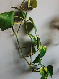 Close-up of plant growing on branch