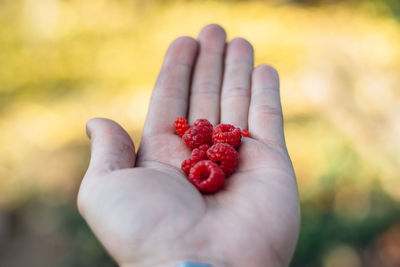 Cropped hand holding raspberry