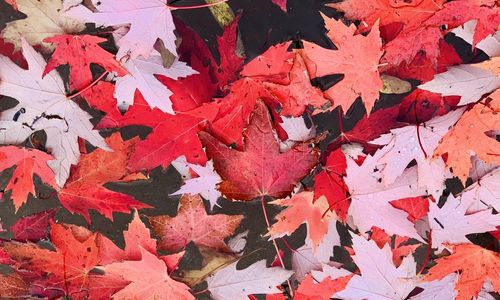 Full frame shot of red maple leaves