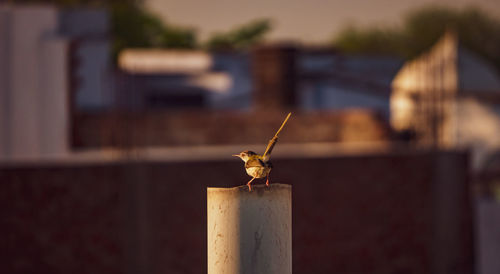 Close-up of bird on wood