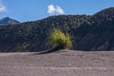 Plant on roadside against mountain