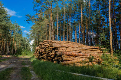 Trees in forest