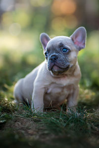 Portrait of a dog on field