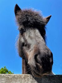 Close-up portrait of a horse against blue sky