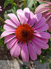 Close-up of pink flower