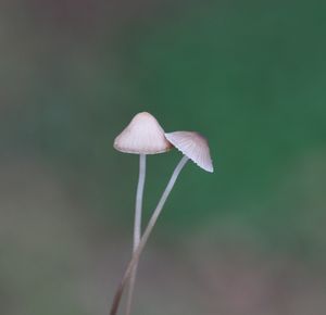 Close-up of fly on plant