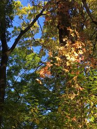 Low angle view of trees in forest