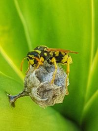 Close-up of insect pollinating on flower