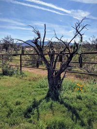 Bare trees on field against sky