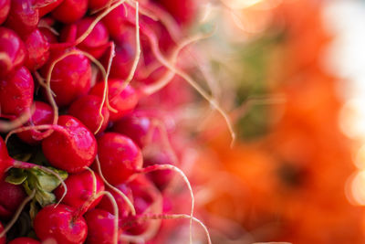 Close-up of red berries growing on plant