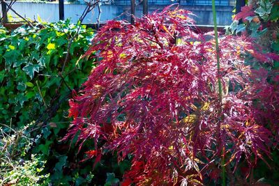 Close-up of red flowering plants