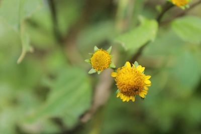 Close-up of yellow flowering plant