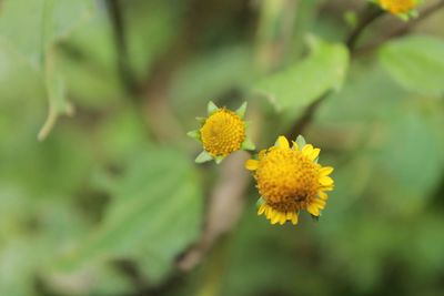 Wild flowers are yellow