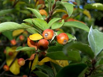 Close-up of berries growing on tree