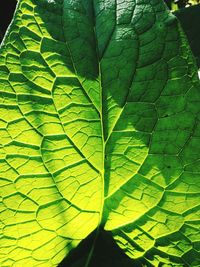 Macro shot of leaf