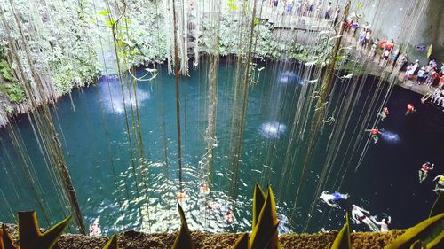 Plants in water