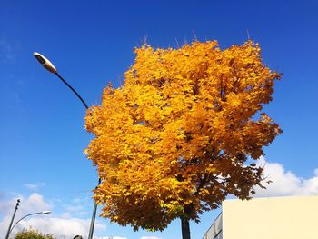 Low angle view of tree against blue sky