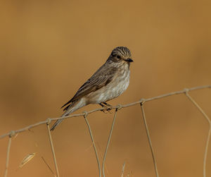 Close-up of bird perching on twig