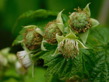 Close-up of white flower on plant