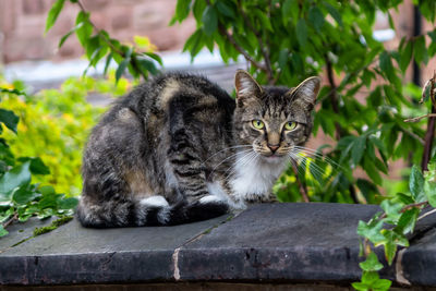 Portrait of a cat