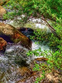 River flowing through forest