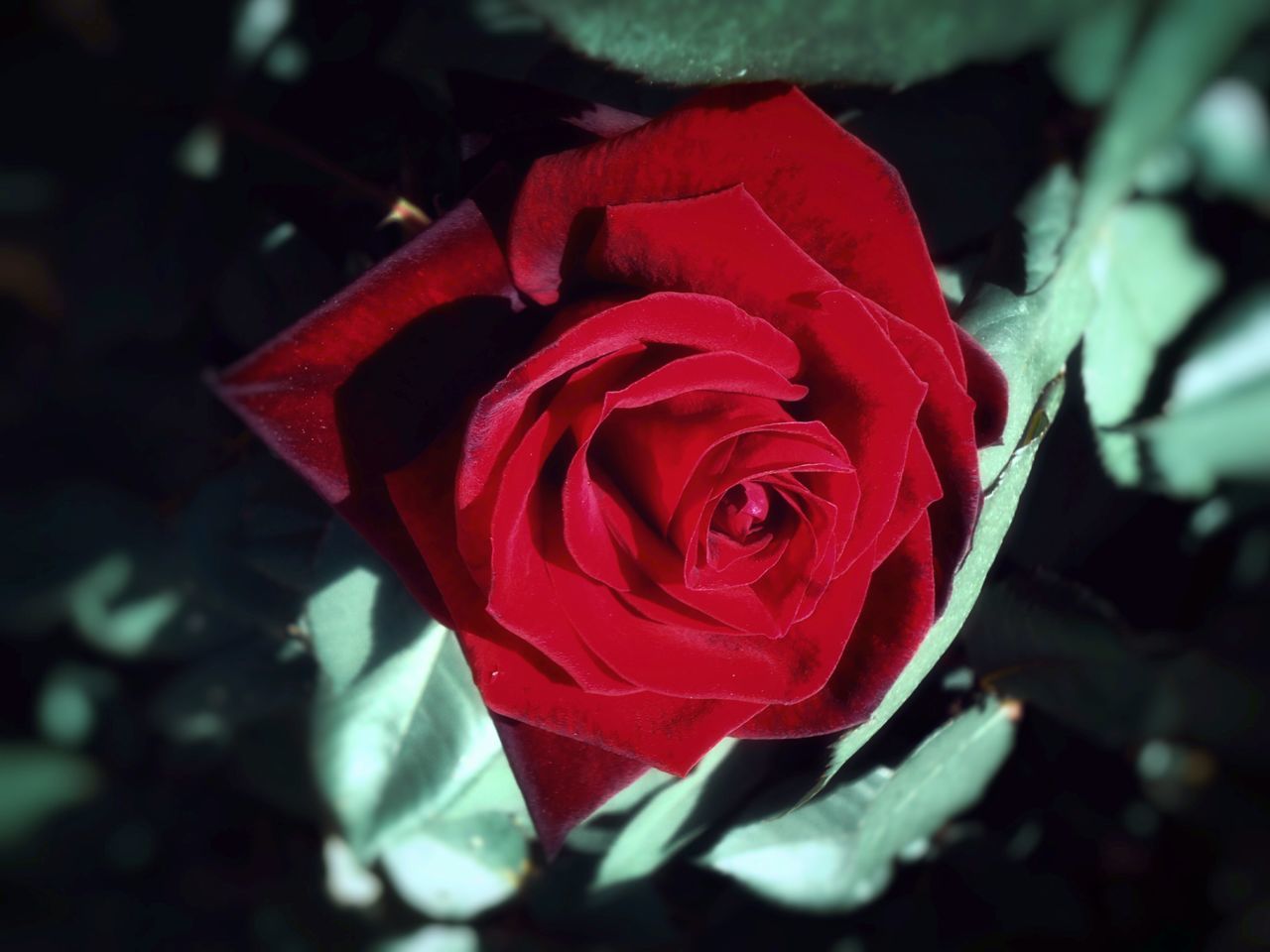 CLOSE-UP OF ROSE BUD