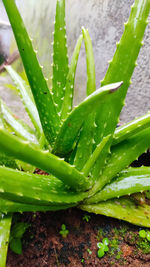 Close-up of succulent plant