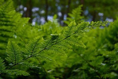 Close-up of wet leaves on tree