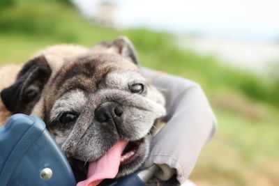 Close-up portrait of dog relaxing outdoors