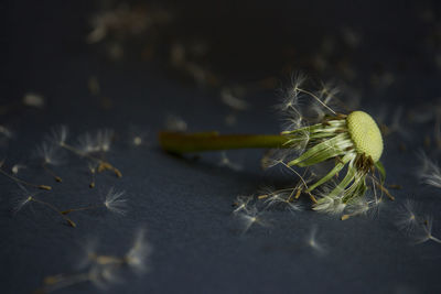 Close-up of spider