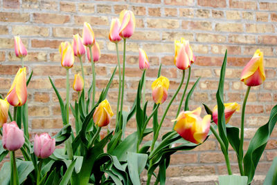 Close-up of tulips against wall