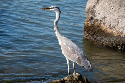 High angle view of gray heron on rock by seaside 