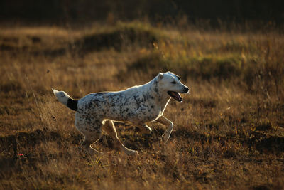 Side view of dog running on field