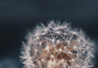 Close-up of dandelion against black background