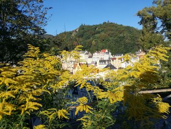 View of trees with plants in foreground