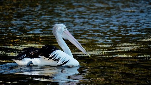 White duck in a lake