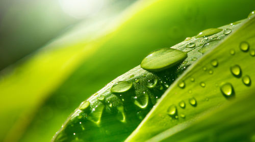 Close-up of raindrops on green leaves during rainy season