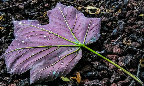 High angle view of leaf on water