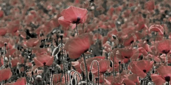 Close-up of flowering plants on field