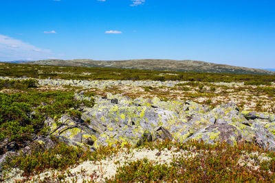 Scenic view of grassy field against sky