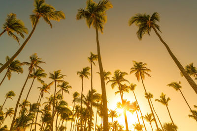 Low angle view of palm trees against sky