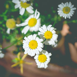 Close-up of yellow flowers blooming outdoors