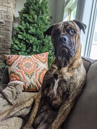 Dog sitting on sofa at home