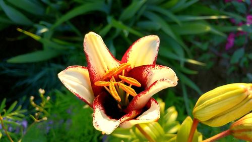 Close-up of yellow lily
