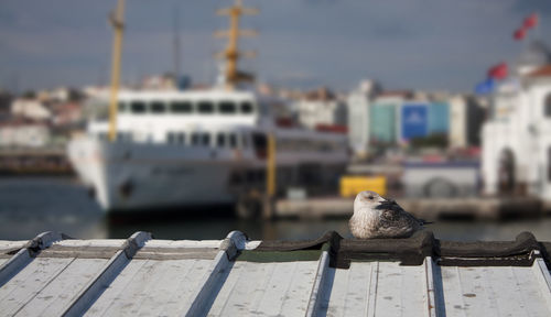 Bird perching on a pier