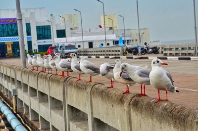 Seagulls perching on railing