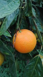 Close-up of orange fruit on tree