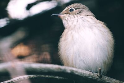 Close-up of bird perching outdoors