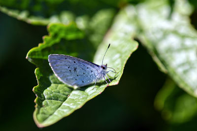 Butterfly on leaf